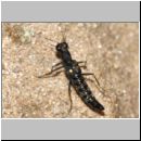 Stenus sp - Kurzfluegler 02a 5mm.jpg